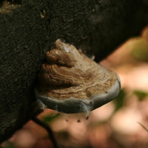 Fomes fomentarius 