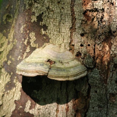 Fomes fomentarius 