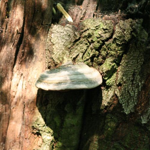 Fomes fomentarius 