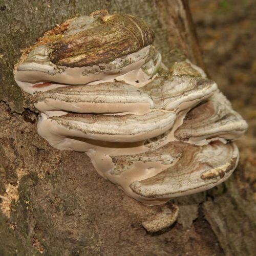 Fomes fomentarius 