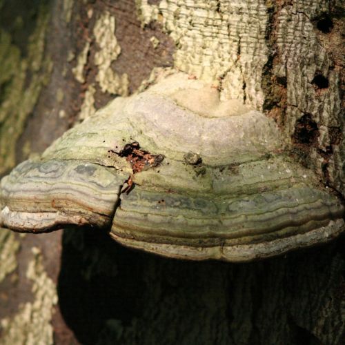 Fomes fomentarius 