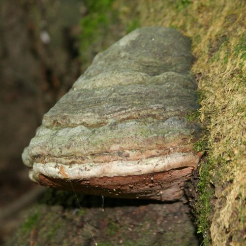 Fomes fomentarius 