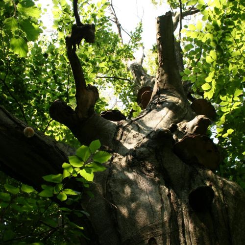 Fomes fomentarius 