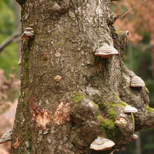 Fomes fomentarius 