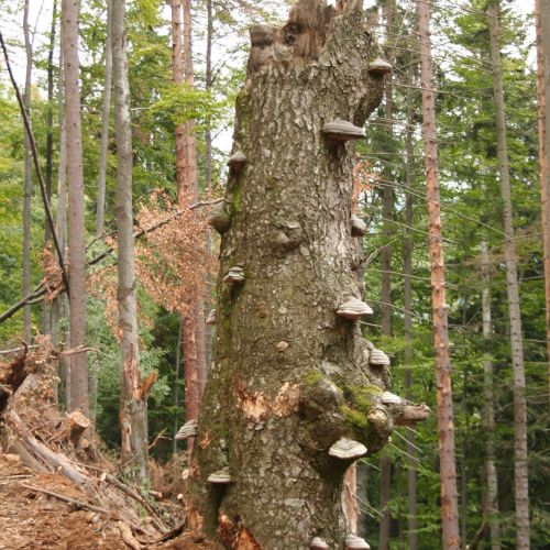 Fomes fomentarius 