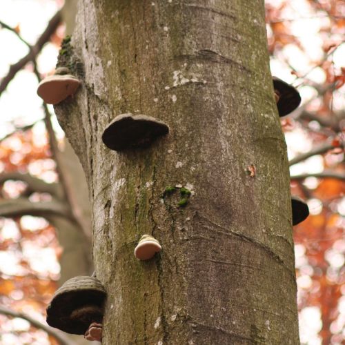 Fomes fomentarius 