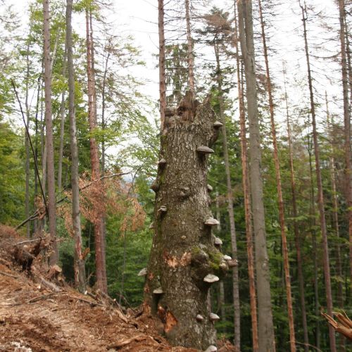 Fomes fomentarius 