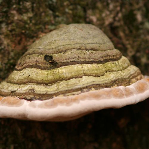 Fomes fomentarius 