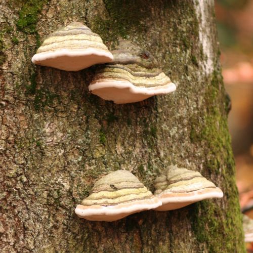 Fomes fomentarius 