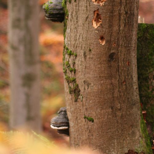 Fomes fomentarius 