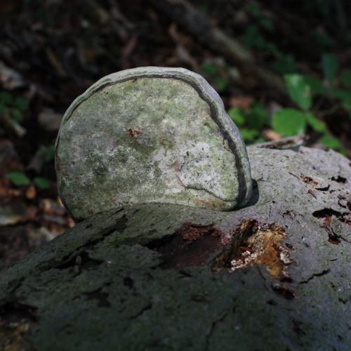 Fomes fomentarius 