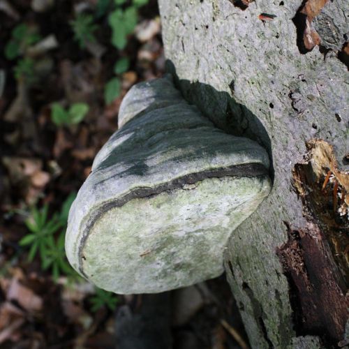 Fomes fomentarius 