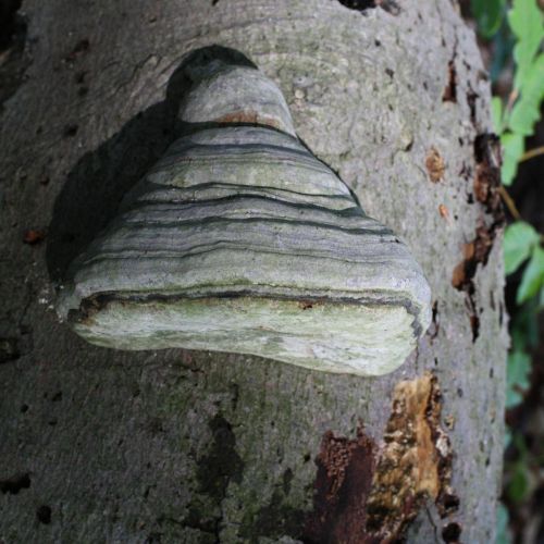 Fomes fomentarius 