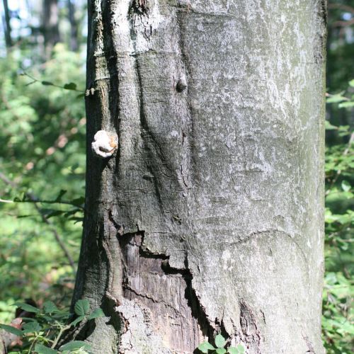 Fomes fomentarius 