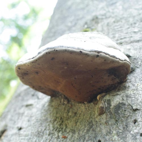 Fomes fomentarius 