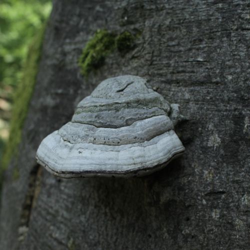 Fomes fomentarius 