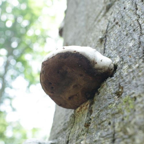 Fomes fomentarius 