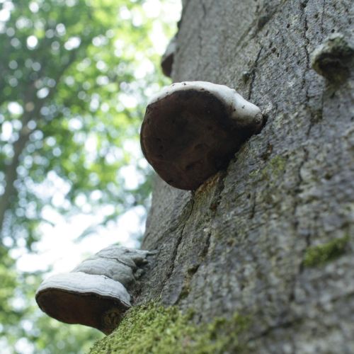 Fomes fomentarius 