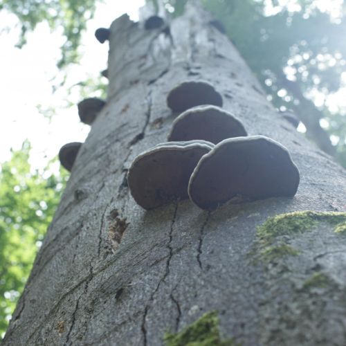 Fomes fomentarius 