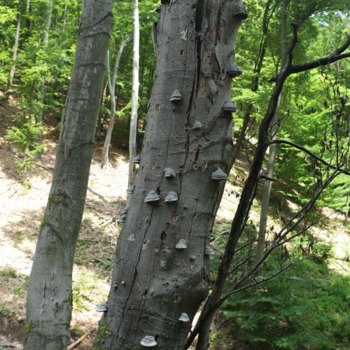 Fomes fomentarius 