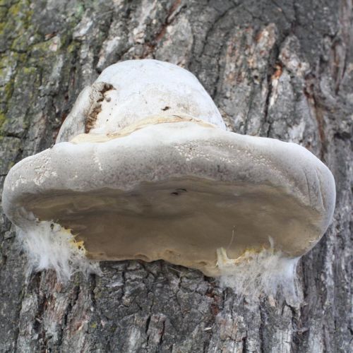 Fomes fomentarius 