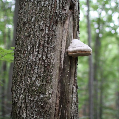 Fomes fomentarius 