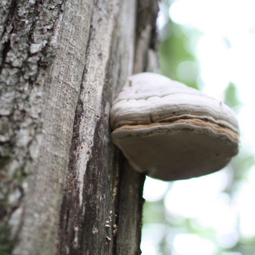 Fomes fomentarius 