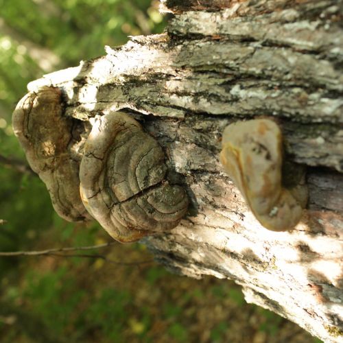 Fomes fomentarius 