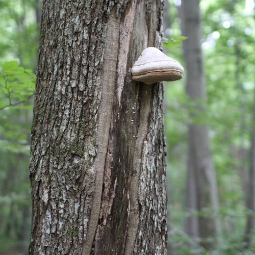 Fomes fomentarius 