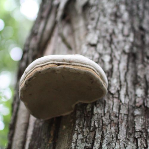 Fomes fomentarius 