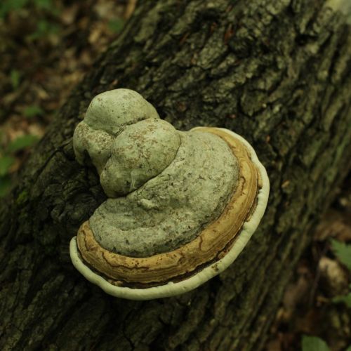 Fomes fomentarius 