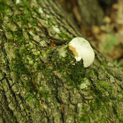 Fomes fomentarius 