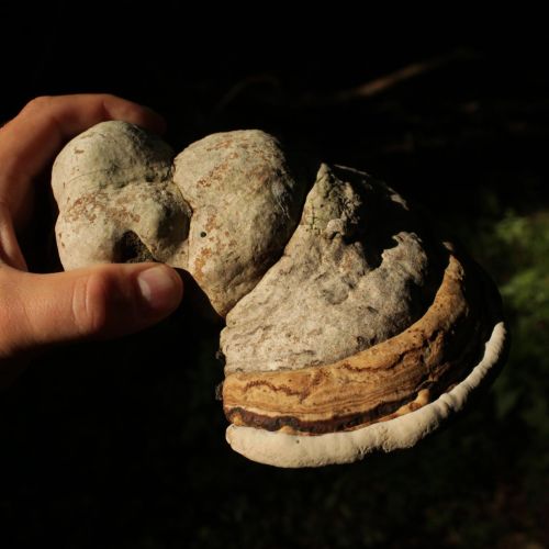 Fomes fomentarius 