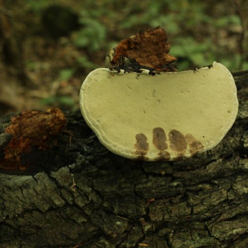 Fomes fomentarius 