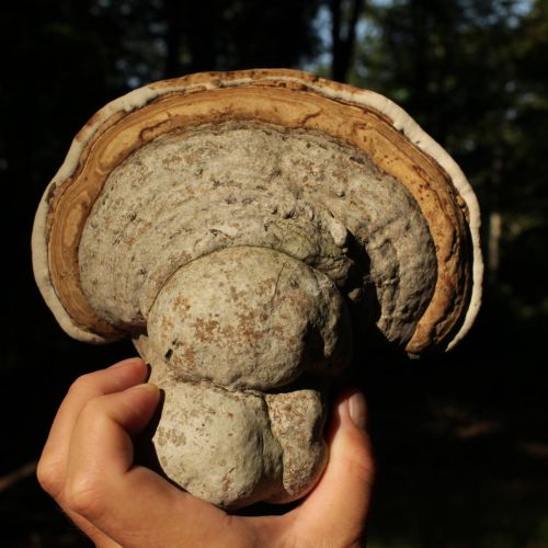 Fomes fomentarius 