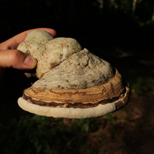 Fomes fomentarius 