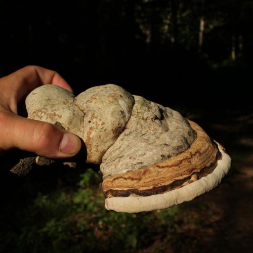 Fomes fomentarius 