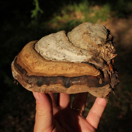 Fomes fomentarius 