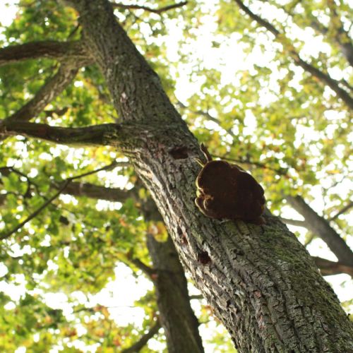 Fomes fomentarius 