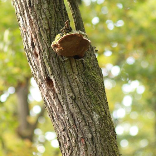 Fomes fomentarius 