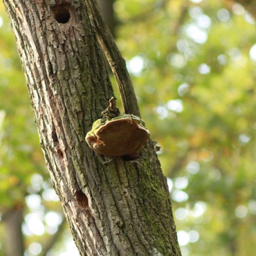 Fomes fomentarius 