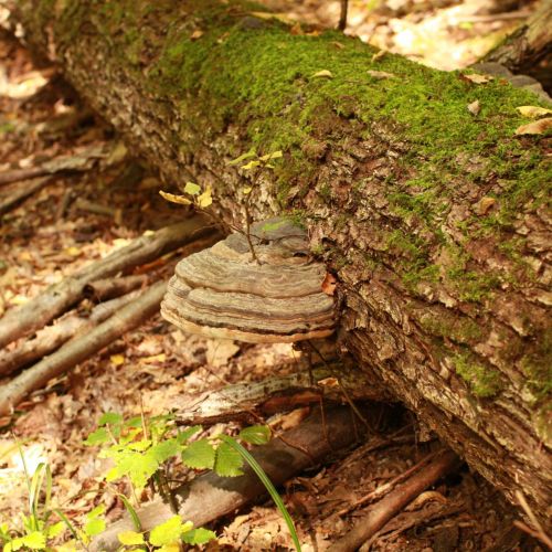 Fomes fomentarius 