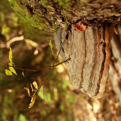 Fomes fomentarius 