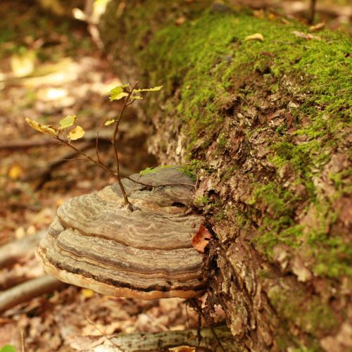 Fomes fomentarius 