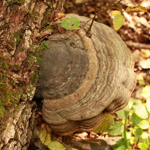 Fomes fomentarius 