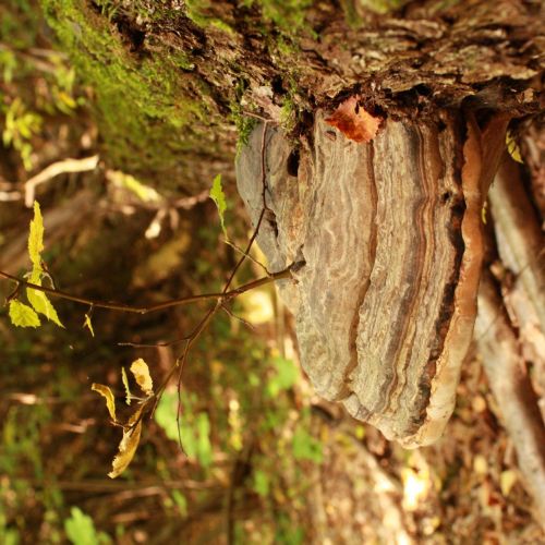 Fomes fomentarius 