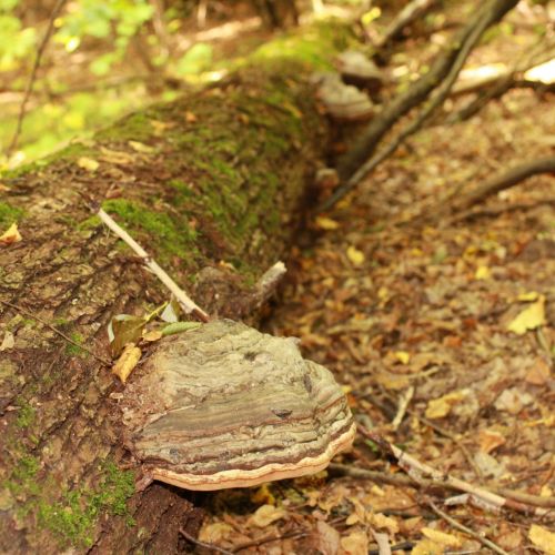 Fomes fomentarius 