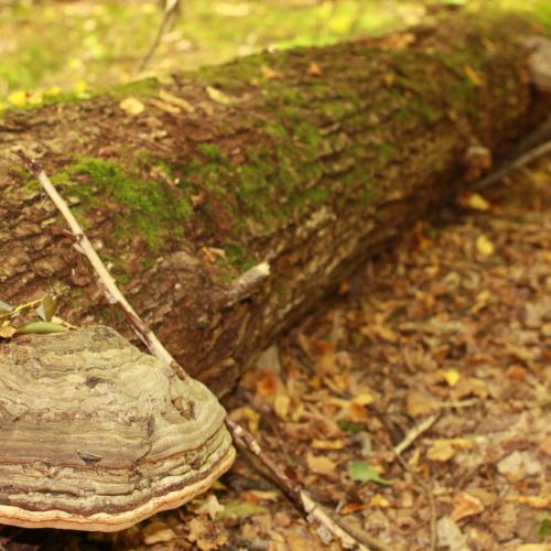 Fomes fomentarius 