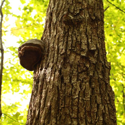 Fomes fomentarius 