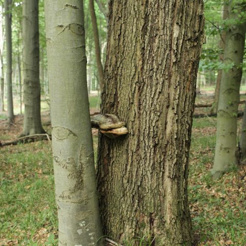 Fomes fomentarius 